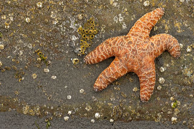 Ocean;Beach;Waves;Shore;Shoreline;Sand;Wet;Water;Sandy;Sea;Abstract;Abstractions;Patterns;Shapes;Starfish;Fish